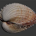Spiny Scallop Shell With Red And White Stripes On Dark Background