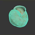 Aquatic Animal Nautilus Shell with Spiral Shape Natural Cream Yellow Texture