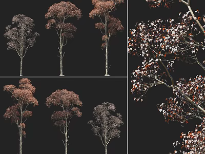 Arbor Trees With Tall Trunks Red Brown Leaves And Various Crown Shapes In Landscape 3d model