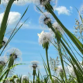 Blooming Dandelions in Green Grass Under Blue Sky with Flying Butterfly