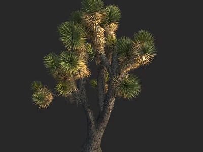 Joshua Tree With Green Foliage And Woody Trunk Against Dark Background 3d model