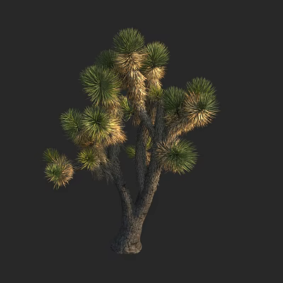 Joshua Tree With Green Foliage And Woody Trunk Against Dark Background 3d model