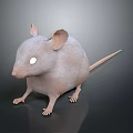 Light Brown Mouse With Large Ears White Eyes And Long Tail Standing On Black Background