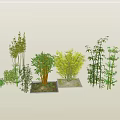 Various Bamboo Varieties With Different Heights And Lush Green Foliage For Garden Decor