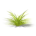 Fresh Green Grass With Slender Leaves Growing In Clump On White Background And Soft Shadow