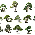 Diverse Artistic Shaped Arbor Trees With Unique Trunk Branch And Foliage Styles