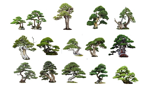 New Chinese Style Pine, Pohan Pine, Pohan Pine Combination Plant Zen Tree 3d model