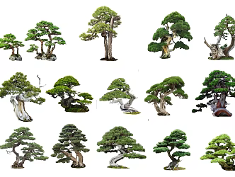 New Chinese Style Pine, Pohan Pine, Pohan Pine Combination Plant Zen Tree 3d model