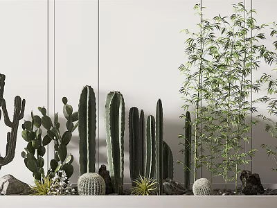 Decorative Indoor Plant Arrangement With Cactus Bamboo And Stones Along White Wall 3d model