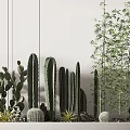 Decorative Indoor Plant Arrangement With Cactus Bamboo And Stones Along White Wall