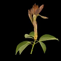 Green Leafy Plant With Pinkish Red Buds And Yellow Stem On Black Background
