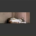 Curled Up Cat Resting In Corner With Pink Walls And Red Floor