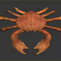 Orange Aquatic Crab With Large Claws And Orange Legs On Dark Background