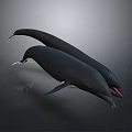 Two Black Aquatic Whales With White Heads And Open Mouths Against Grey Gradient Background