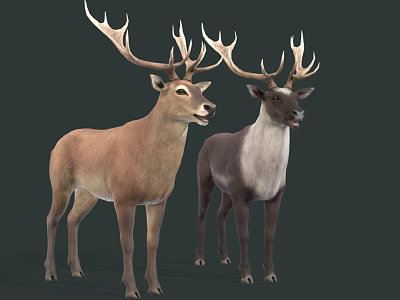 Diverse Reptile Species Showcasing Unique Physical Features And Natural Traits 3d model