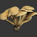 Fresh Organic Yellow Mushrooms Cluster As Natural Healthy Cooking Ingredients