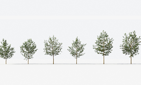 Modern Trees Small Trees 3d model