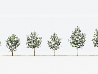 Modern Trees Small Trees 3d model