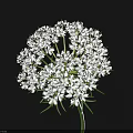 White Flowers in Round Cluster with Green Stems and Leaves on Black Background