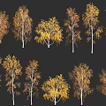 Autumn Birch Trees With Yellow Brown Foliage And White Trunks On Black Background