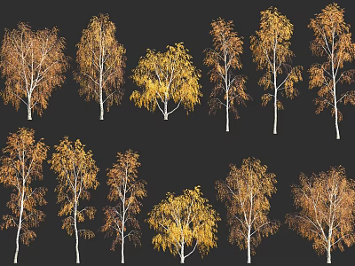 Autumn Birch Trees With Yellow Brown Foliage And White Trunks On Black Background 3d model