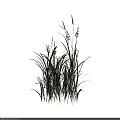 Tall Decorative Grass With Green And Yellow Leaves On Dark Background