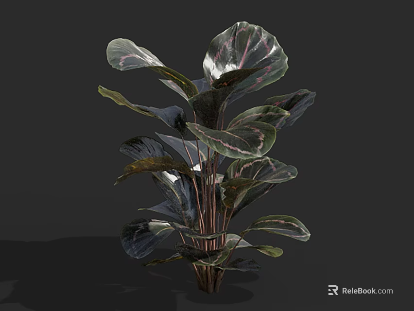 Elegant Tropical House Plant With Large Variegated Green Purple Leaves 3d model 