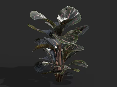 Elegant Tropical House Plant With Large Variegated Green Purple Leaves 3d model