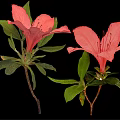 Two Beautiful Pink Blooming Flowers with Fresh Green Leaves on Black Background