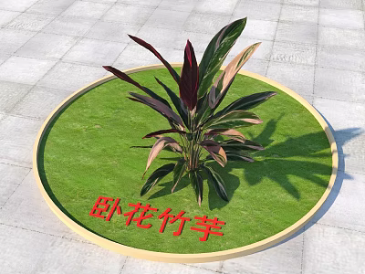 Stromanthe Plant With Vibrant Dark Purple And Green Leaves On Lush Green Lawn Circular Area 3d model