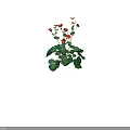 Lush Garden Plants Featuring Red Flowers Green Leaves And Height Measurement Scale