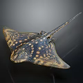 Beautiful Spotted Flat Bodied Long Tailed Marine Stingray Aquatic Animal