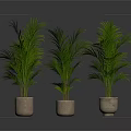 Three Green Palm Plants In Terra Cotta Pots Against Dark Background