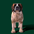 St. Bernard Dog With Brown And White Coat In Standing Pose On Green Background