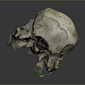 parrot skull hawk skull bird skull bird fossil 3d model
