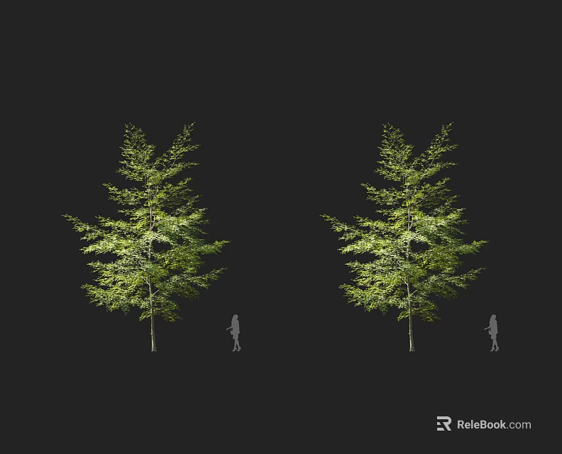 Tall Arbor with Lush Green Foliage and Human Silhouette for Size Comparison 3d model 