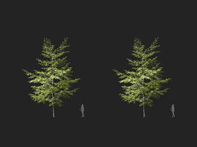 Tall Arbor with Lush Green Foliage and Human Silhouette for Size Comparison 3d model