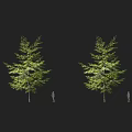 Tall Arbor with Lush Green Foliage and Human Silhouette for Size Comparison