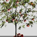 Peach Tree With Ripe Peaches Hanging And Basket Of Peaches On Green Grass