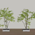 Modern Landscape Tree Modern Landscape Tree 3d model