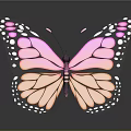 Pink and White Butterfly with Black Spots on Wings Against Dark Background and Surface Reflection