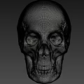 Realistic Detailed Male Human Skull Anatomical Structure 3D Rendered Front View 3d model