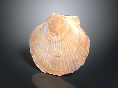 Natural Shell Organism Organ with Hair like Texture and Iridescent Surface Patterns 3d model