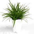Indoor Potted Plants With Various Green Foliage In White Ceramic Pots