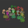 Colorful Potted Orchids With Green Leaves On Dark Background And Reflections