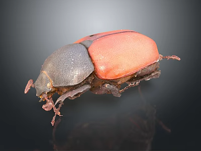 Black and Red Beetle With Shiny Red Dorsal Shell On Dark Background 3d model