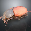 Black and Red Beetle With Shiny Red Dorsal Shell On Dark Background 3d model