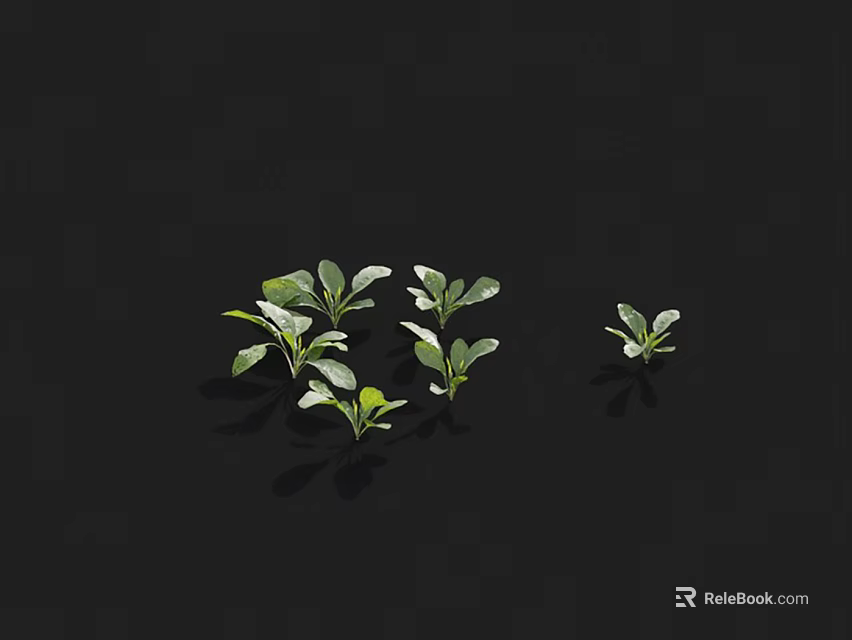Several Small Green Plants With Fresh Leaves Growing On Black Background 3d model