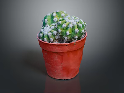 Healthy Green Cactus Plant in Red Pot with White Spines 3d model