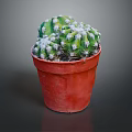 Healthy Green Cactus Plant in Red Pot with White Spines
